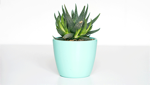 Aloe vera houseplant