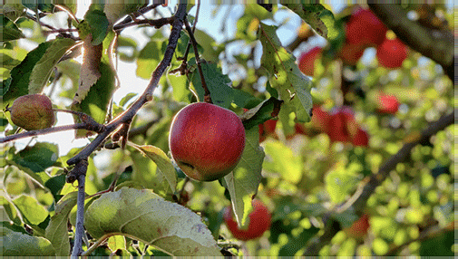 Apple tree with ripe fruit